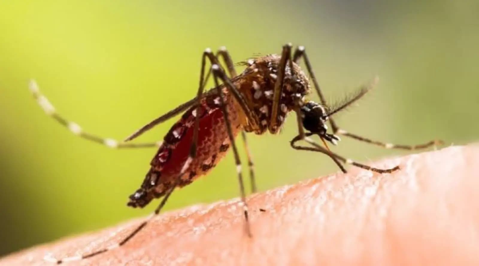Dengue patient dies in kolkata