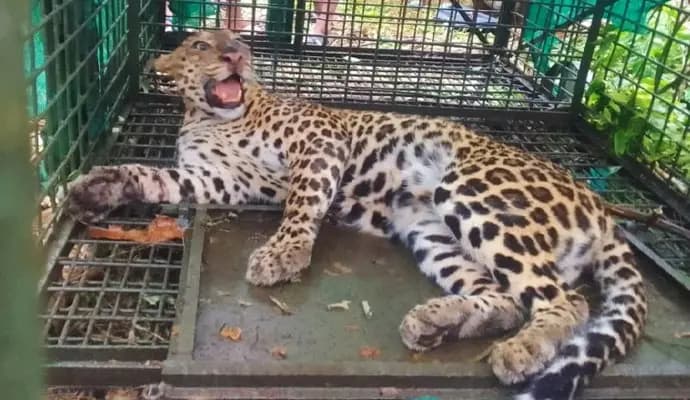 leopard captured in dooars