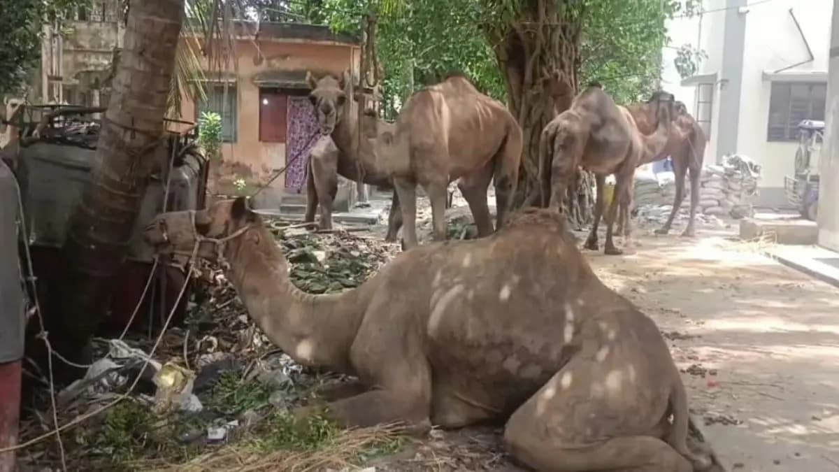 Police are now busy to procure food for Camels