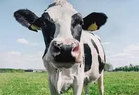 What if cows did not exist in earth