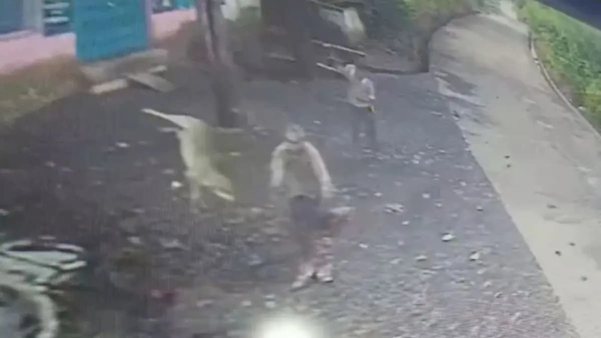 Jackal Attacks 2 Men In Madhya Pradesh, They Toss It 15 Feet Away gnr