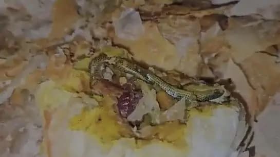 Telangana Woman Finds Snake In Snack