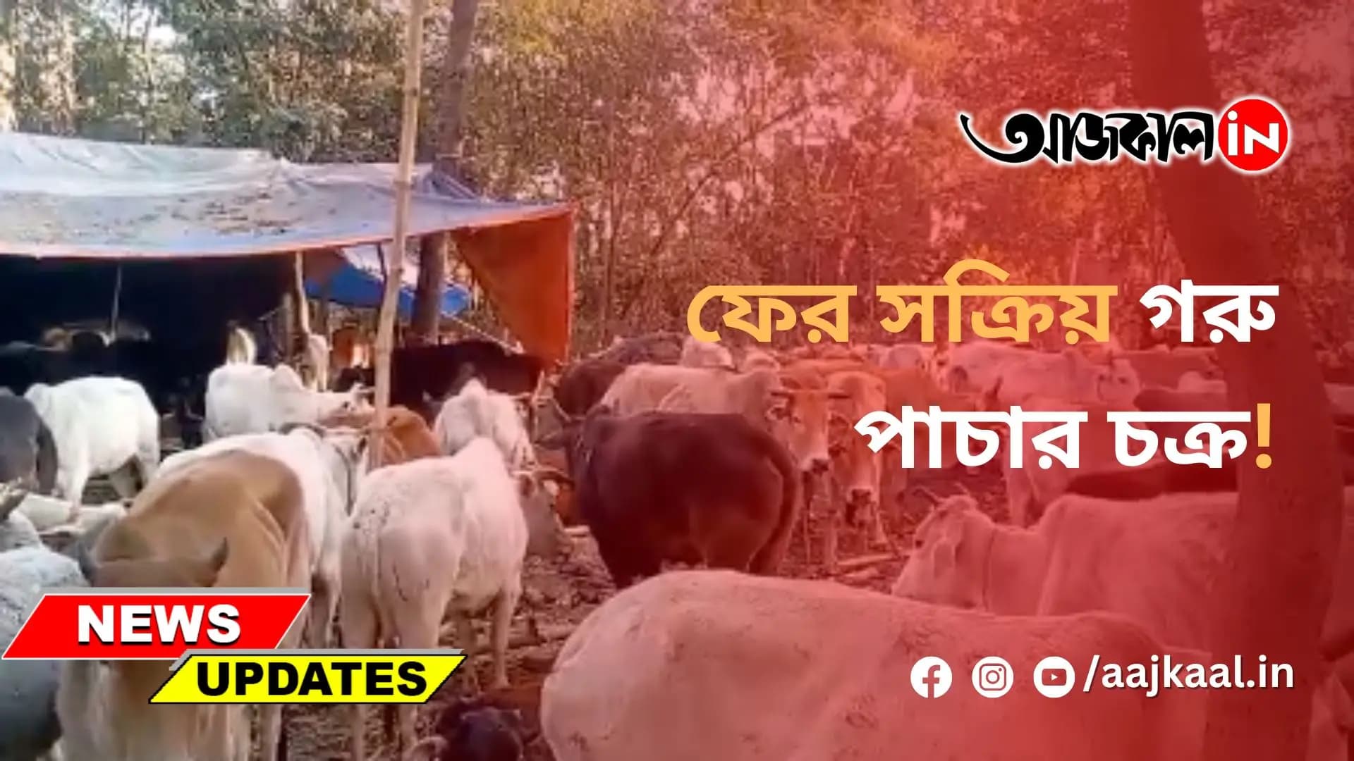  ফের সক্রিয় গরু পাচার চক্র!