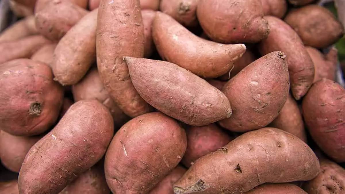 Sweet potatos can prevent diabetes and maintain blood sugar level also can reduce extra weight lif 