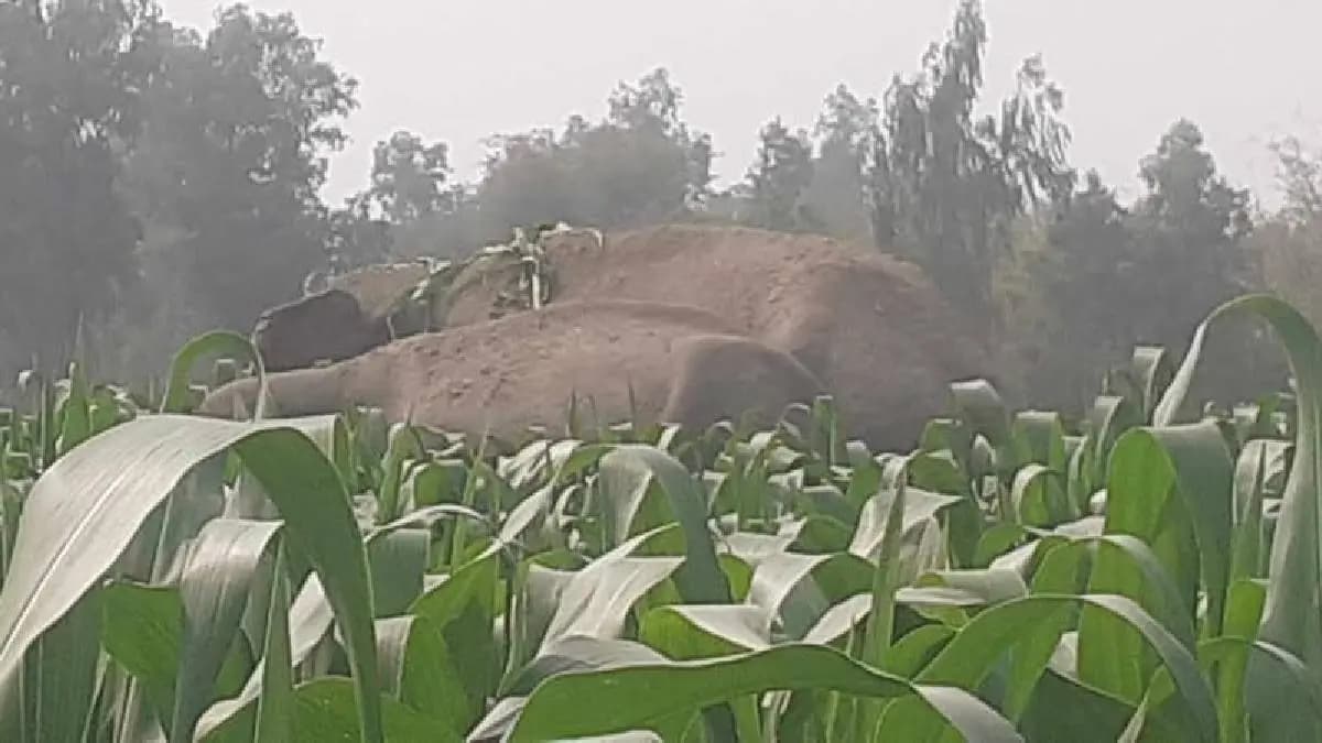 People of mathabhanga in dooars are svared of tusker gnr