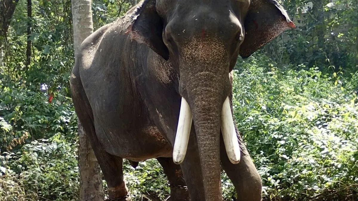  2 Sisters Trampled To Death By Wild Elephant While Sleeping In Odisha gnr 