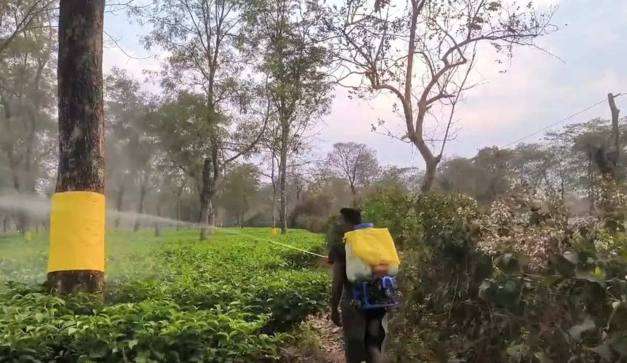 New method of using pesticides in tea gardens