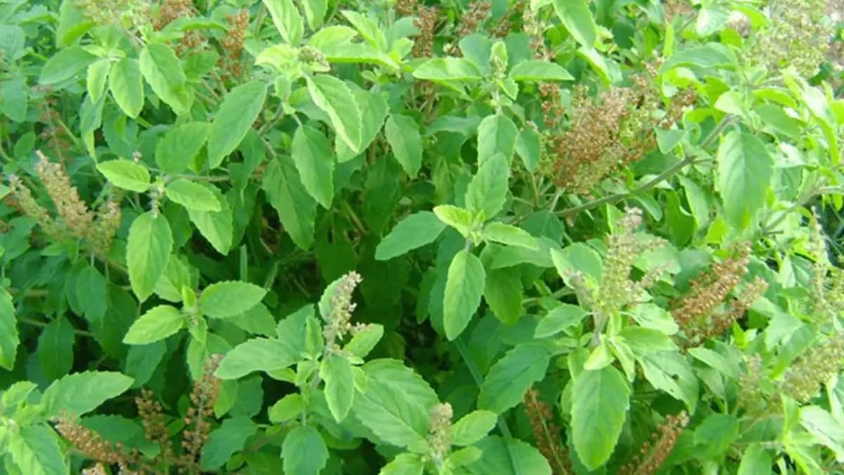 Tulsi leaves helps to improve your mental pressure reduced blood pressure and also prevents cough cold lif