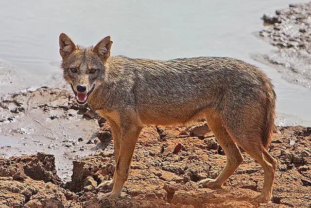 golden jackal killed by minors, one detained gnr