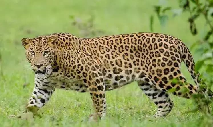 Woman Claims Sighting Leopard At Odisha Airport gnr