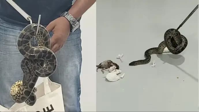 Man flies from Bangkok with 10 anacondas, arrested in Bengaluru