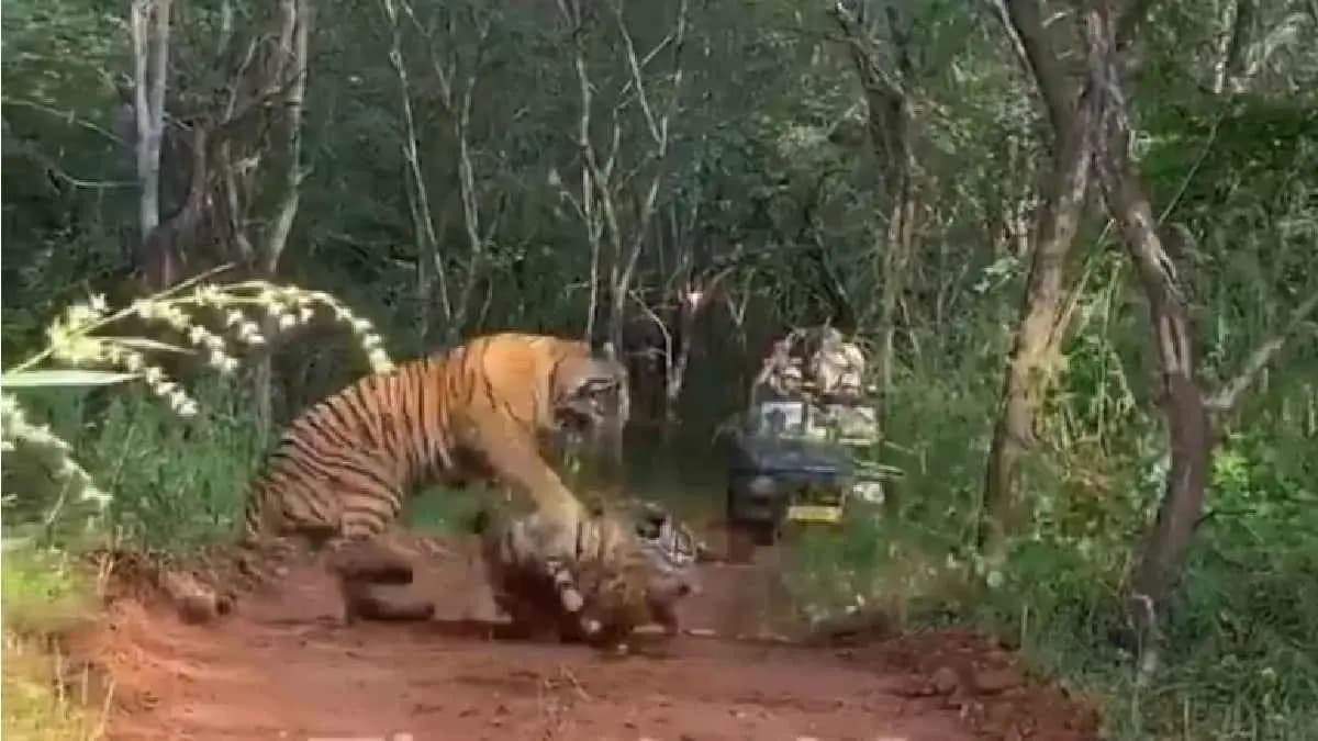 Mother Tiger fights daughter over Territory in Ranthambore