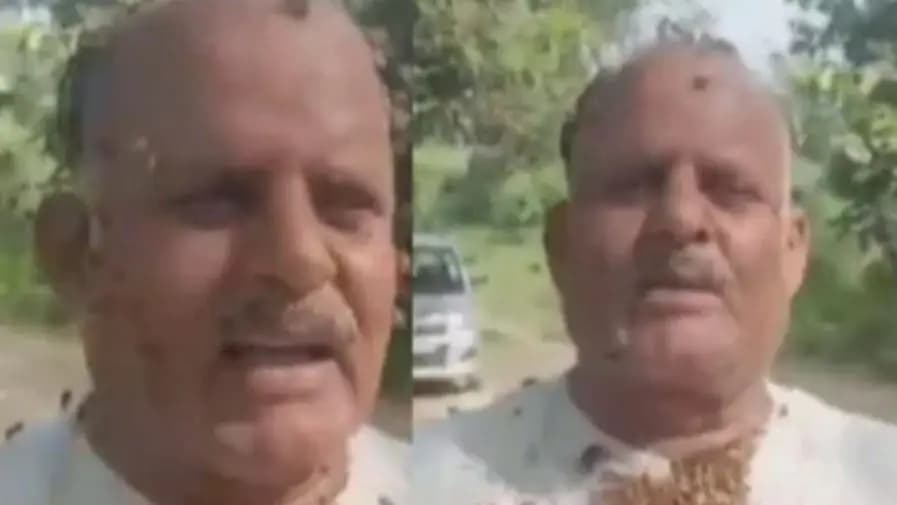 UP Man Is Friends With Fifty Thousands Bees Who Never Sting