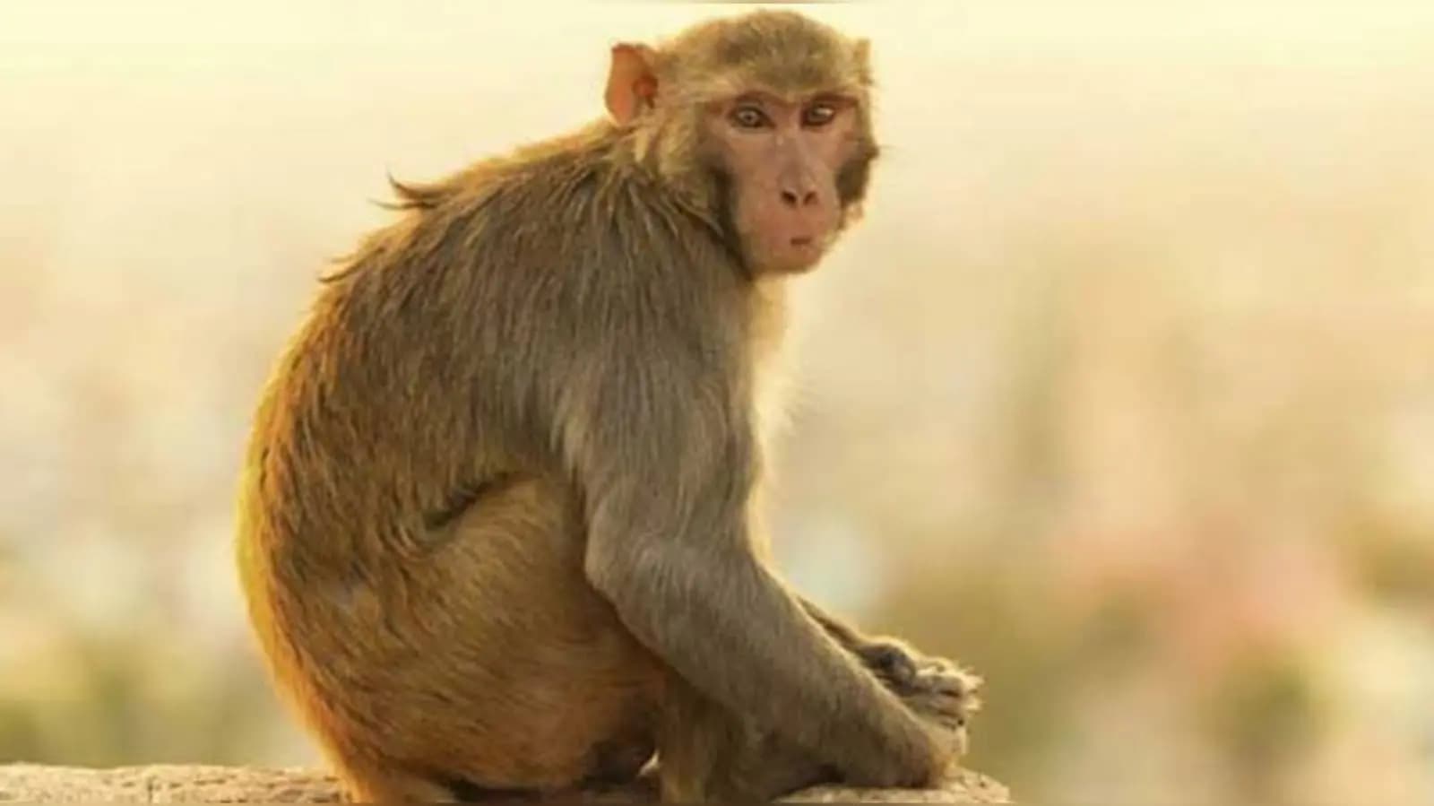 Dead Bodies Of 30 Monkeys Found In Telangana_gnr