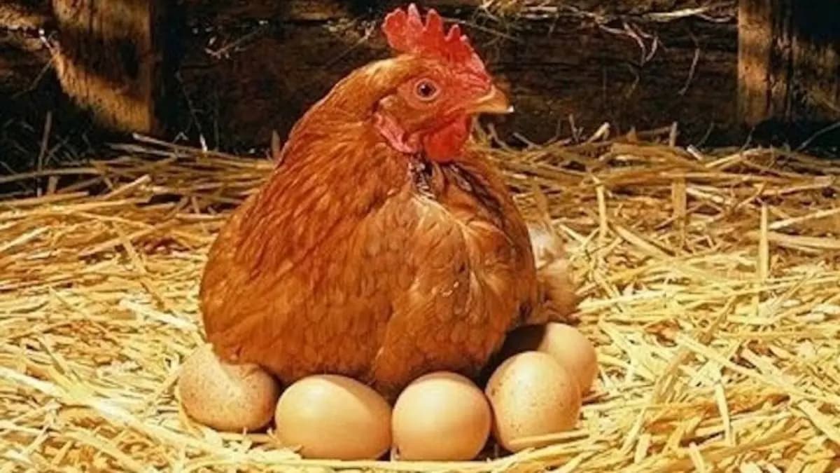 Scientists finally solved the mystry about what came first chicken or egg 