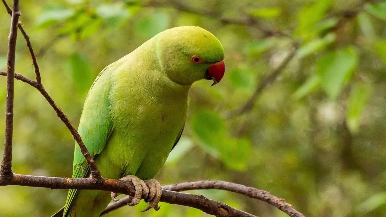 Parrots Mimic Human Speech