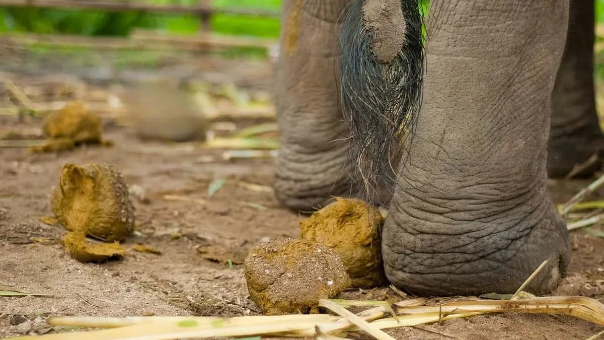 Elephant dung is used to make this Chinese Dessert