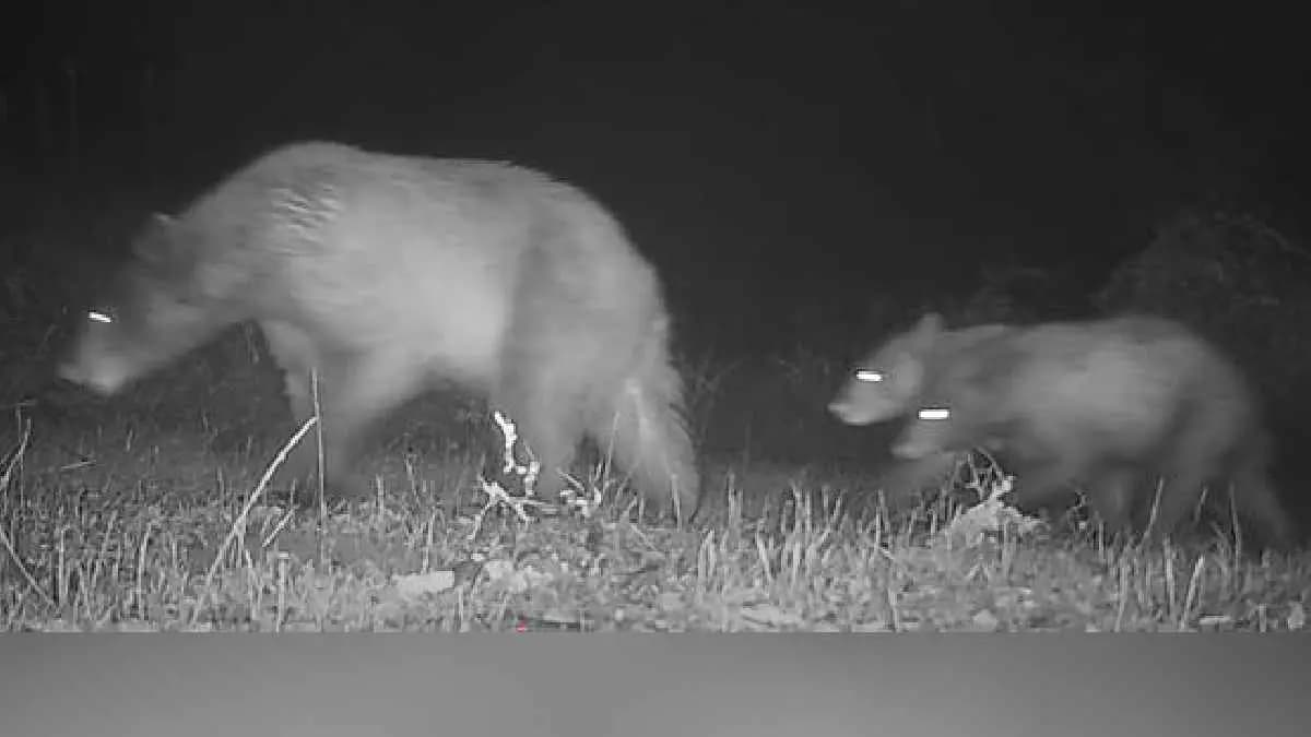 After Nearly 10 years cameras catch long lost Predator Roaming Wild