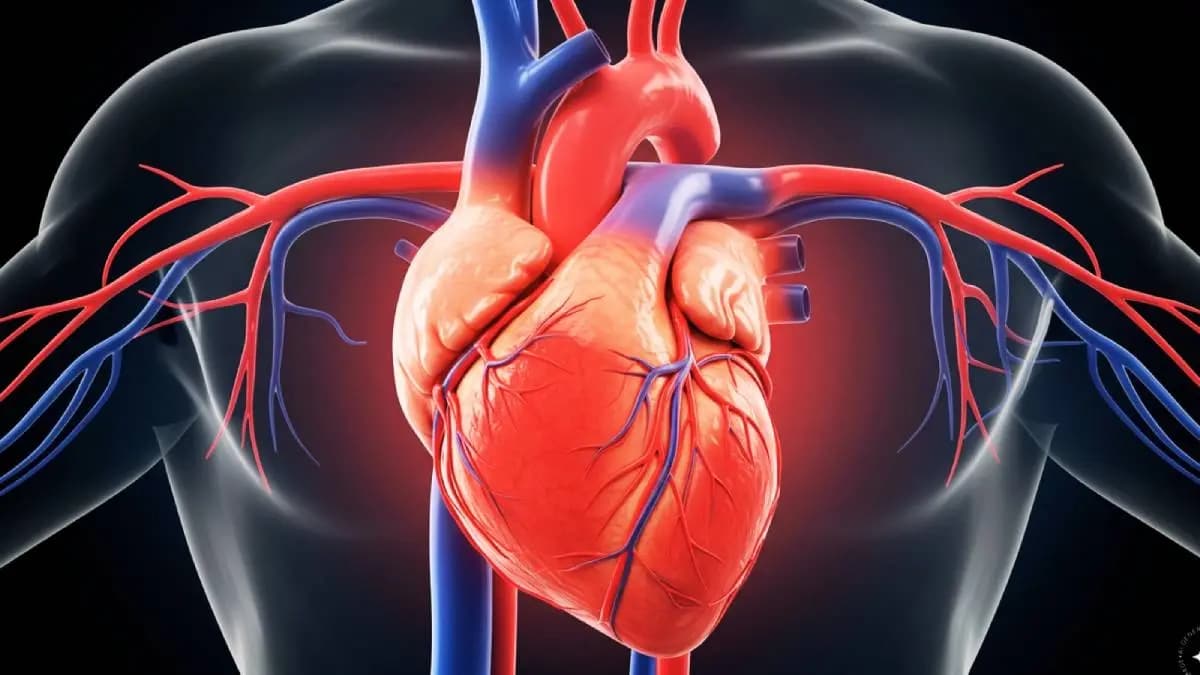 Superfoods To Raise Healthy Cholesterol Levels In Blood