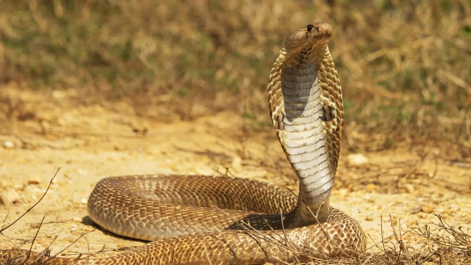 After beating by a snake the youth was treated with magical water instead of  medicine