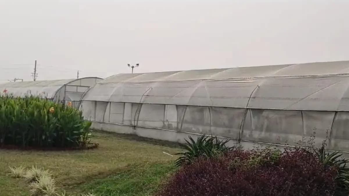 Vegetable will be grown in Gujarat from the sapplings made in Hooghly's Chinsurah