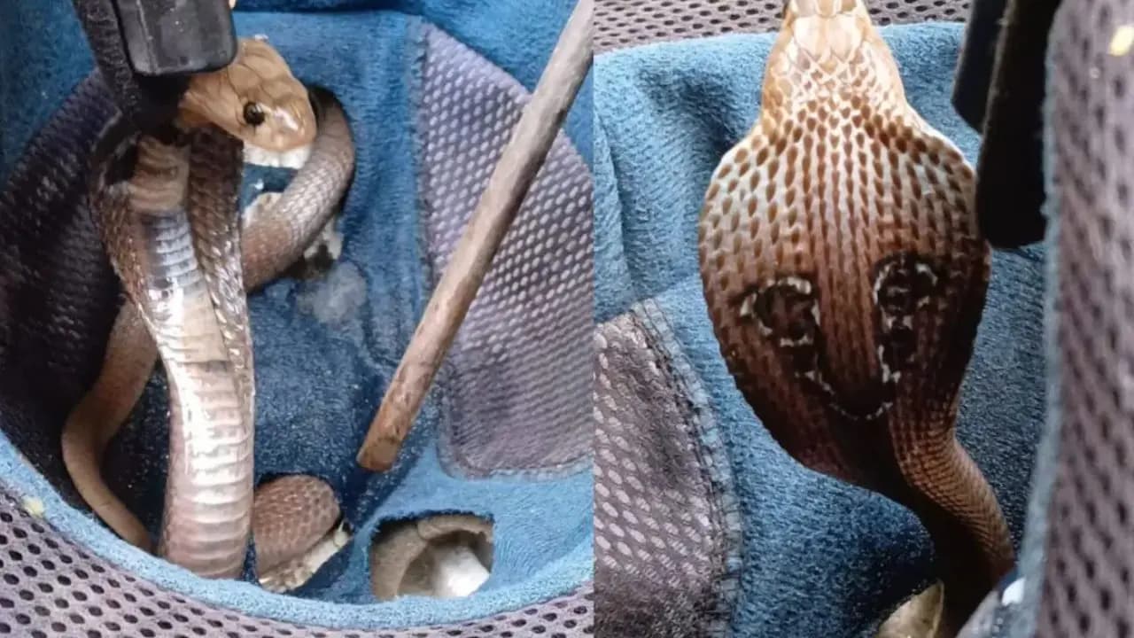 Snake bites after slithering inside tourists pant