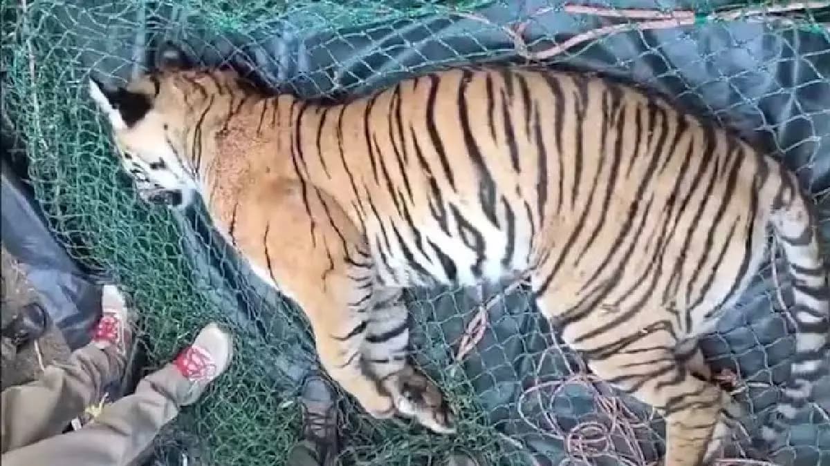 Keralas man eater tigress that killed Wayanad woman found dead with injuries