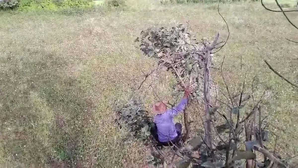 Tiger mauls farmer in Mysuru villagers climb trees to escape watch viral video