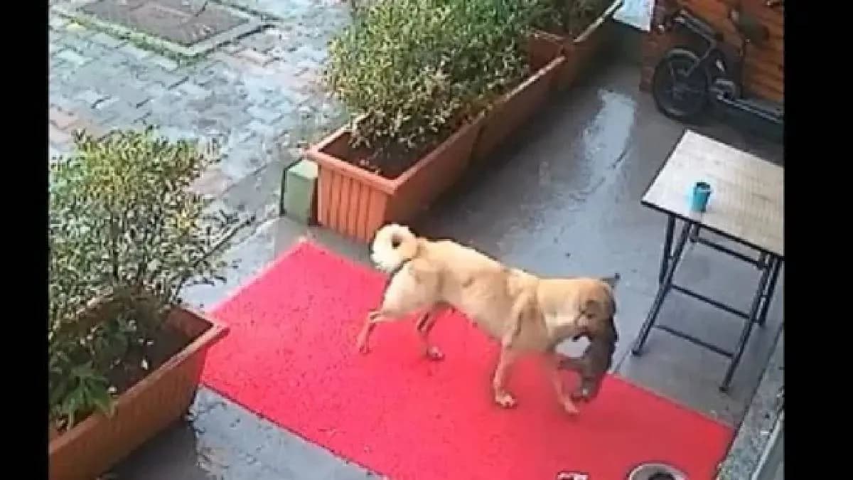 Mother dog carries unconscious puppy in her mouth to veterinary clinic in turky