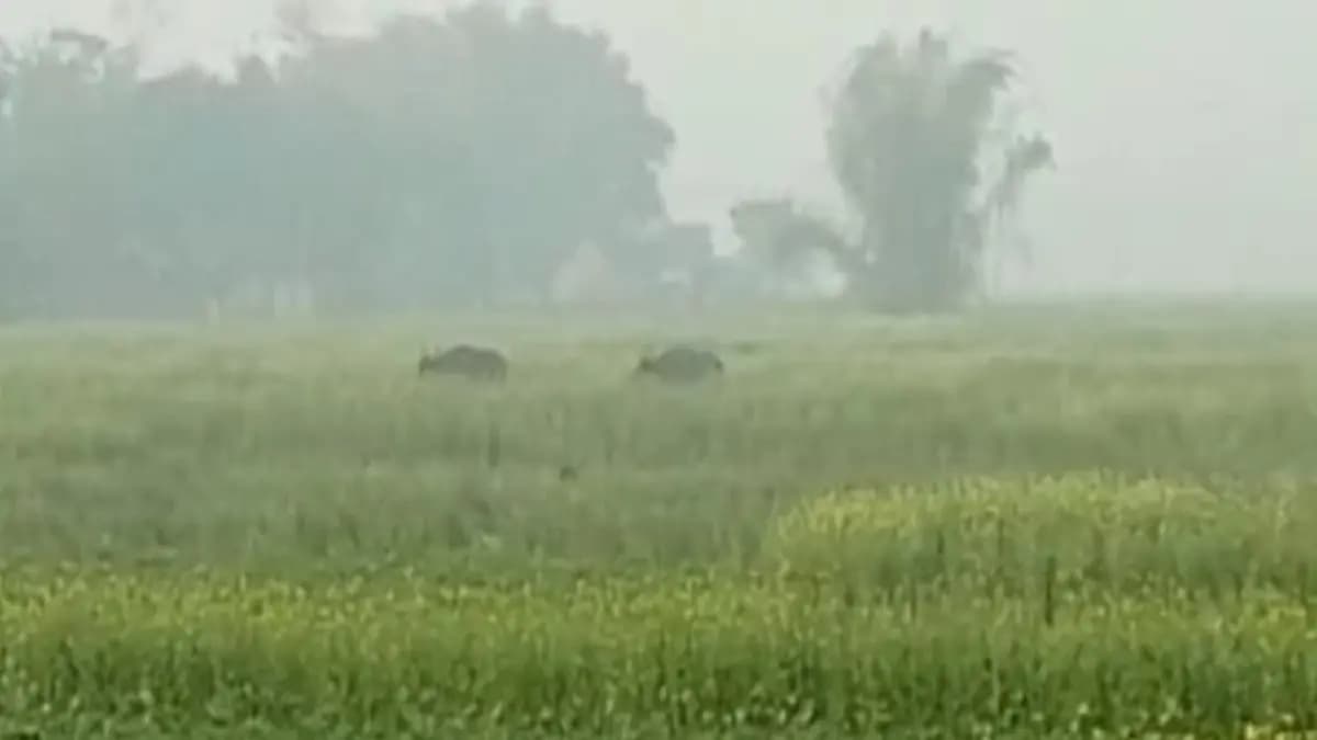 Two bisons strayed into dooars locality gnr
