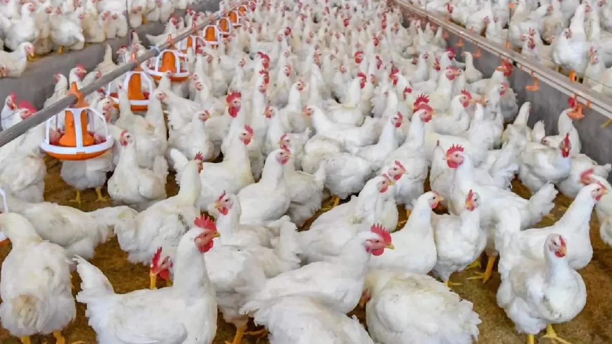Karnataka village witnesses eerie phenomenon 12 chickens fall dead breathe fire in mysterious video gnr