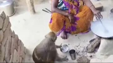 Monkey Has Lived With Humans For 8 Years, Now Makes Roti & Washes Utensils gnr 