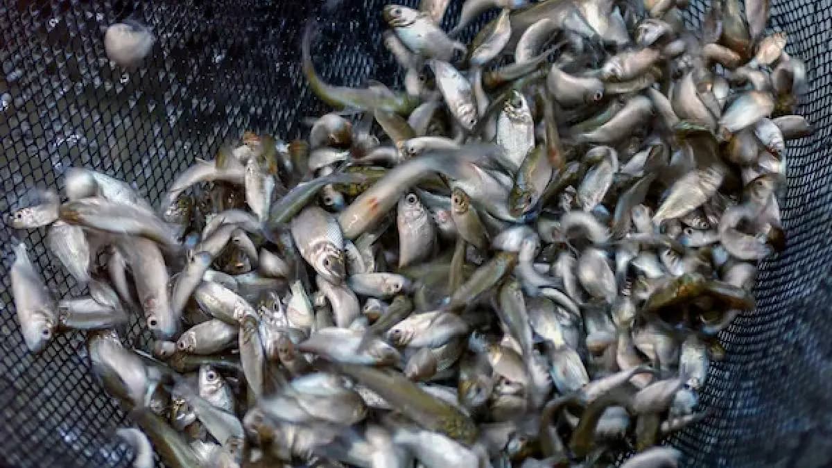 Scientists are preparing for fish farming on the Moon