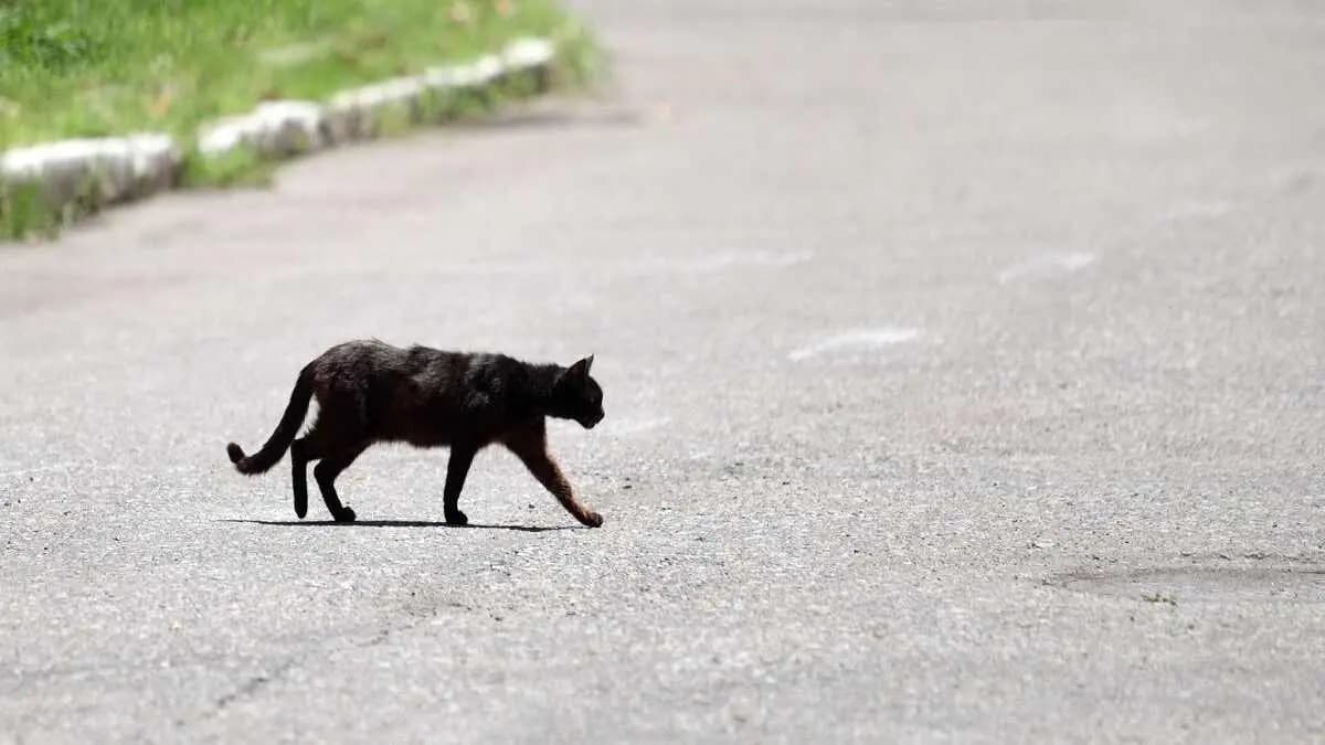 Woman and her friends burn cat alive after it crosses their path