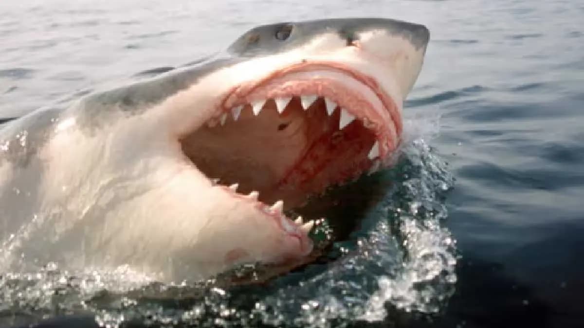 Apex predator great white shark are now hunted by deadly enemy orcas gnr 
