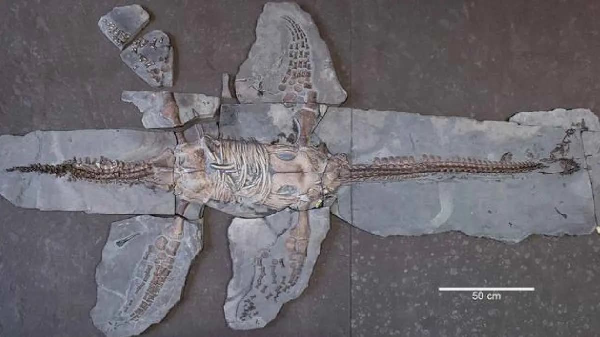 Uncovered Plesiosaur Fossil Suggests Long Naked Reptiles Live in Oceans 180 Million Years Ago
