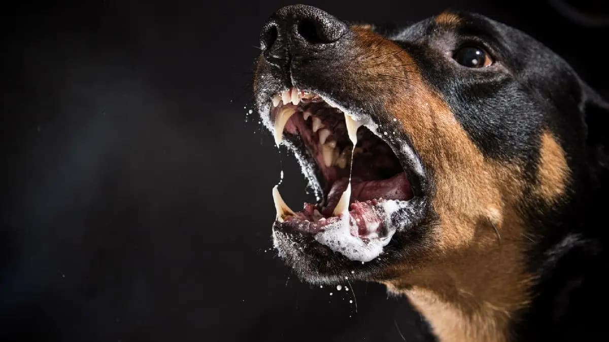 Pitbull and other dog breeds new pet owners should never buy