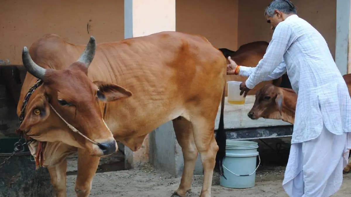 IIT Madras director praises cow urine for its medicinal value 