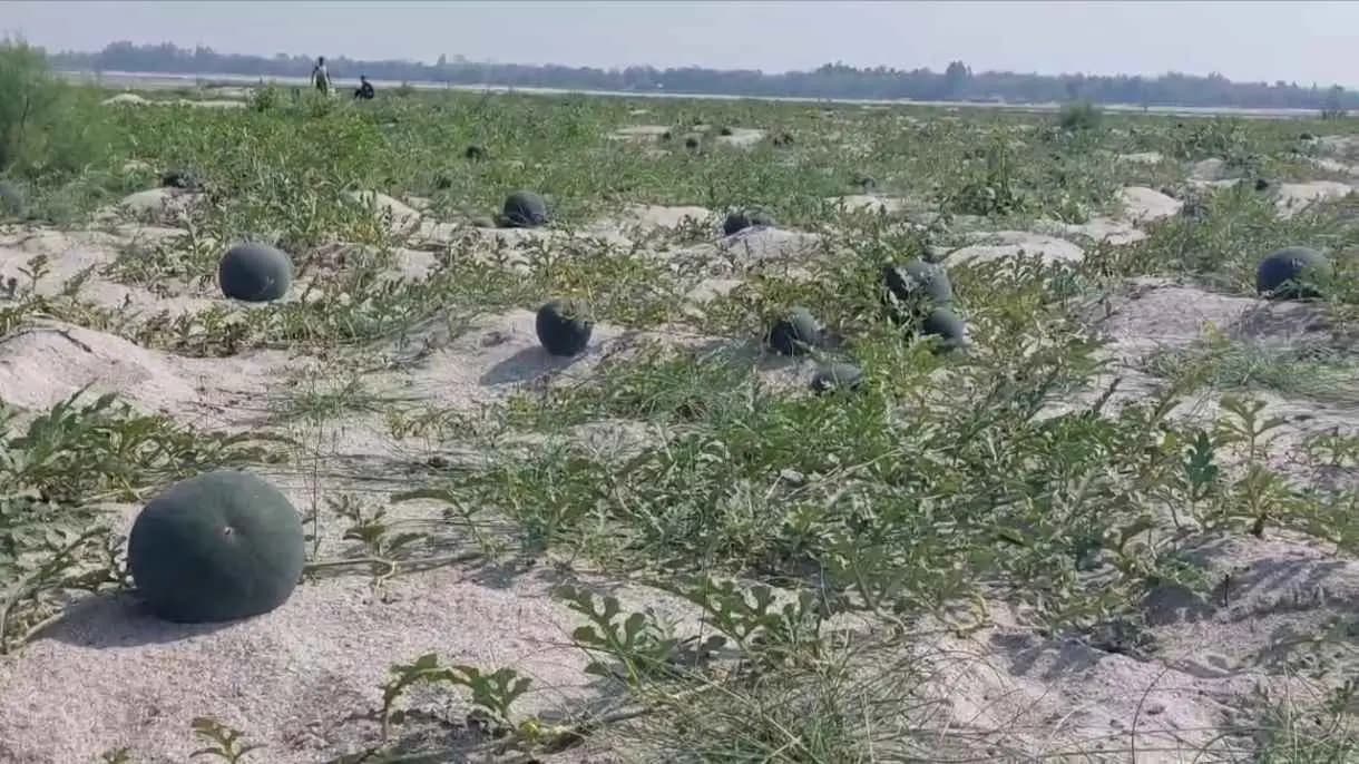 Watermelon Damaged Due to Insects Farmers Faces Huge Loss