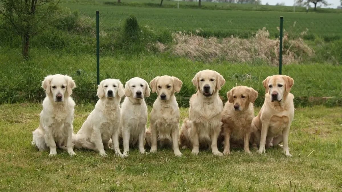This nation has a police force to protect stray dogs