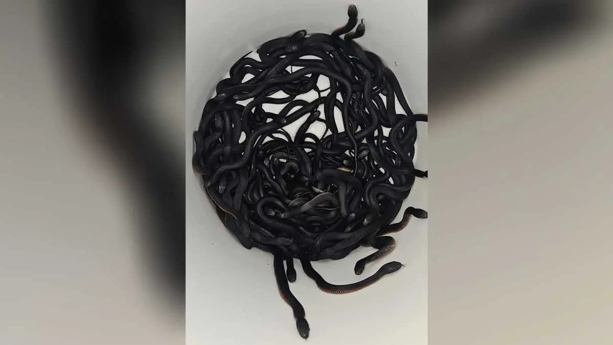  100 Snakes is found from a house in Shahjahanpur create fear