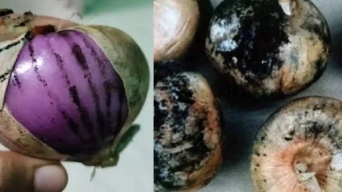 how to consume black spotted onions