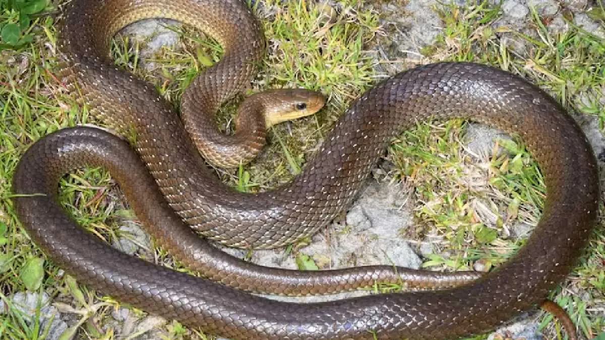 new species of snake has appeared in Britain with deadly venom gnr