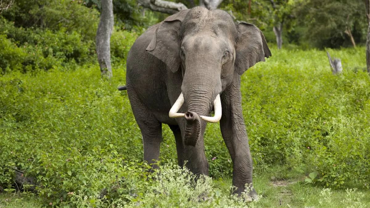 elephant fight with jcb, one arrest gnr