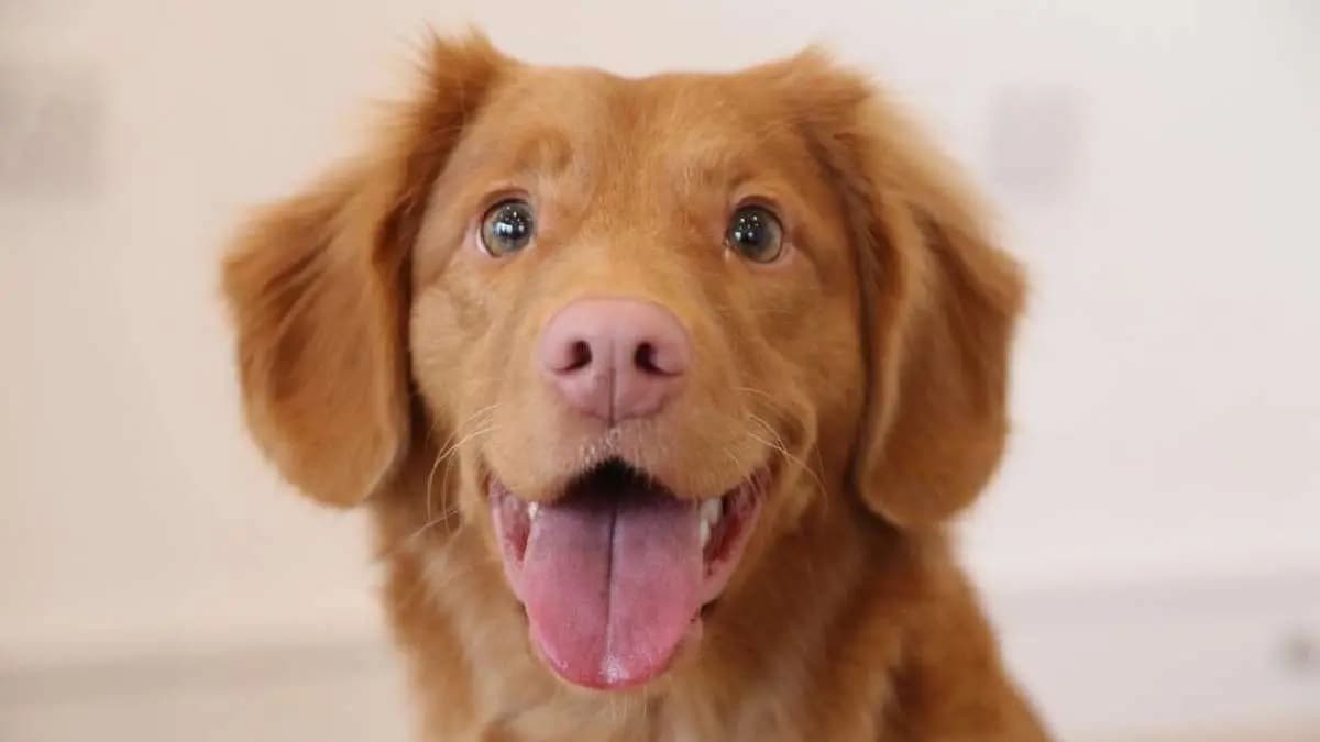 Meet Man who goes Viral spends 12480 to become a dog 