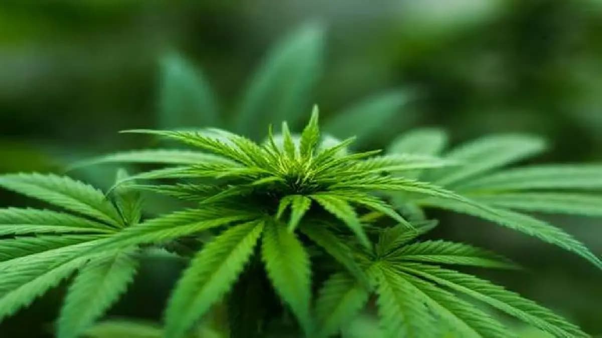 himachal pradesh to legally cultivate cannabis for industrial and medicinal use