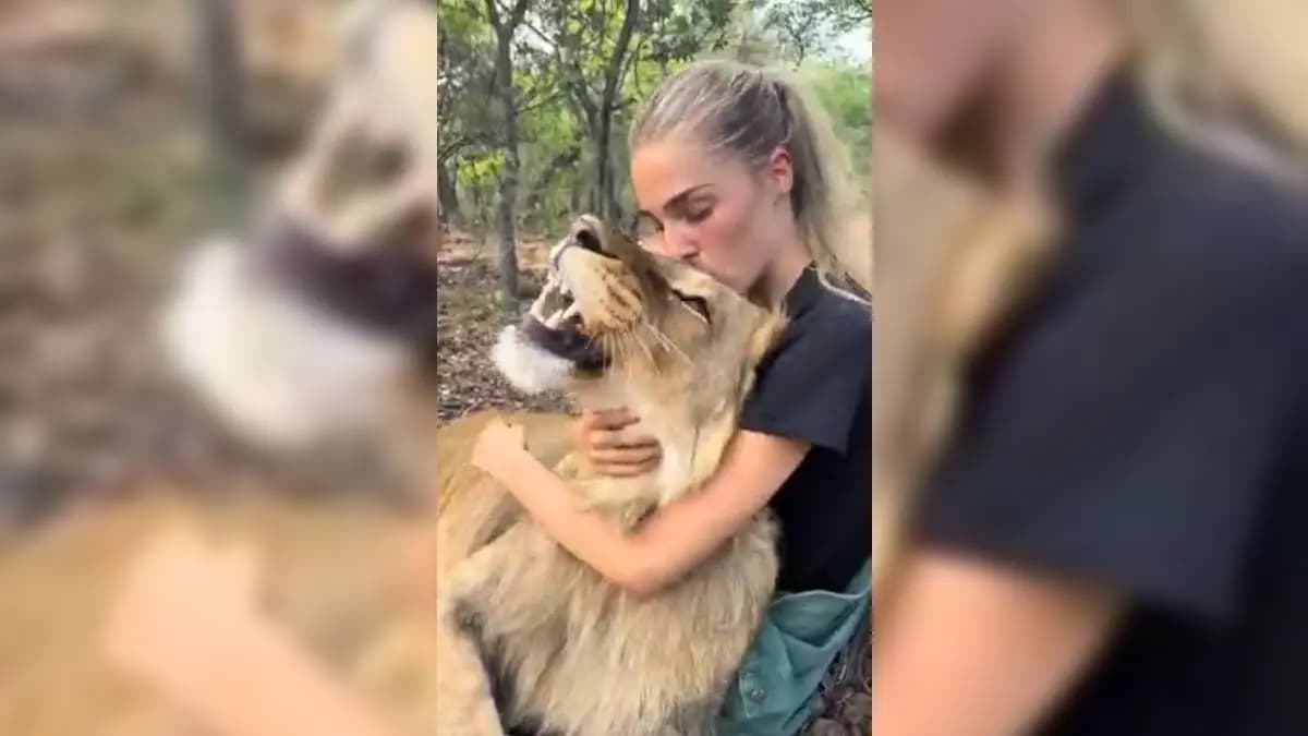 Lion Hugs And Kisses Woman In Crazy Viral Video gnr