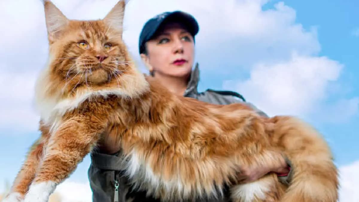 Finn the giant cat surprise all the world gnr 