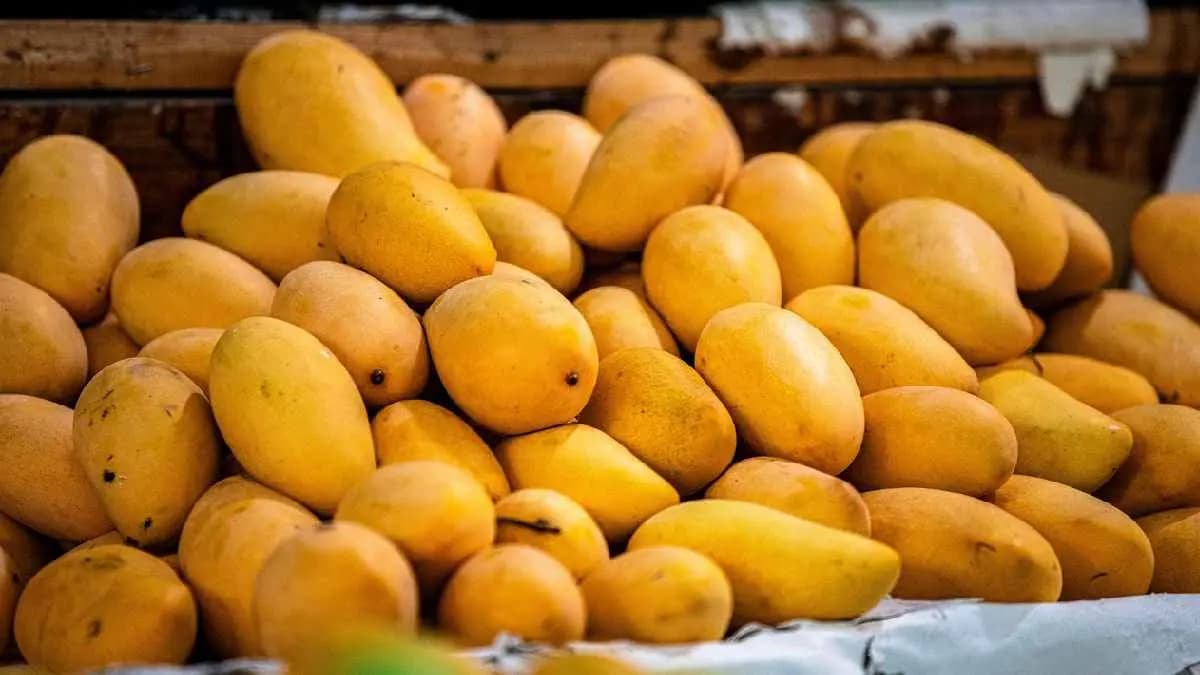 Eight ways to identify artificial Mangoes in This Summer