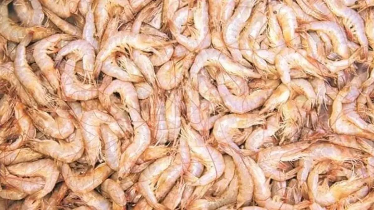 Andhra Pradesh pegs shrimp export losses at Rs 25000 crore 50 percent export orders cancelled